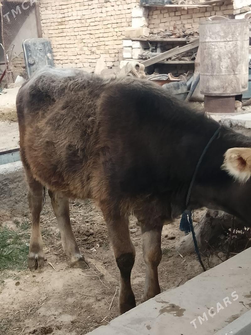 tuwe - Gyzylarbat - img 3