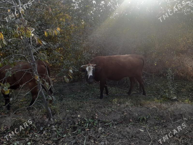 Boğaz Sygyr - Шабатский этрап - img 2