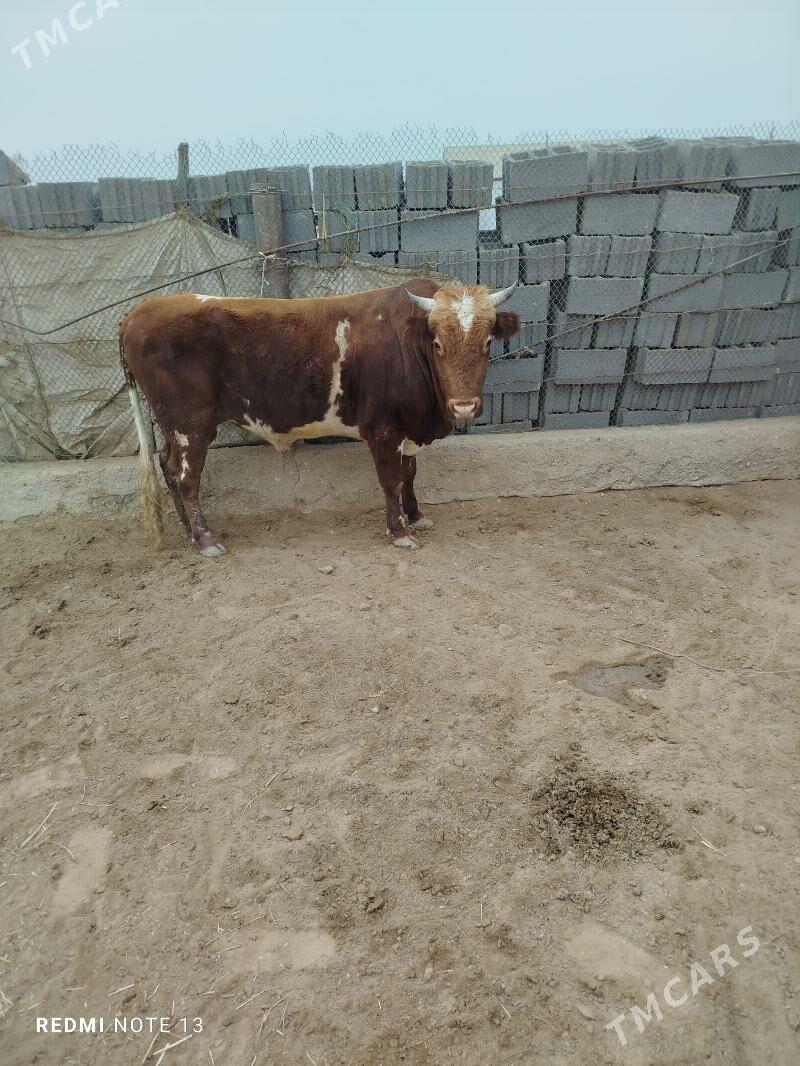 Öküz - Esenguly - img 2