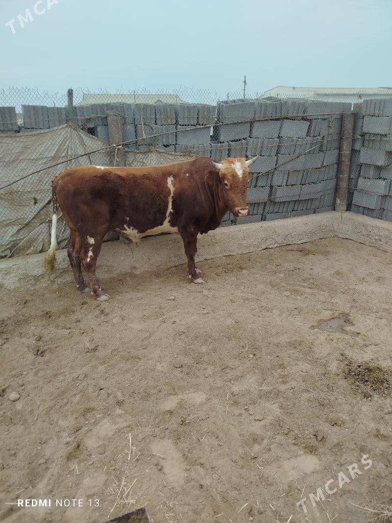 Öküz - Esenguly - img 3