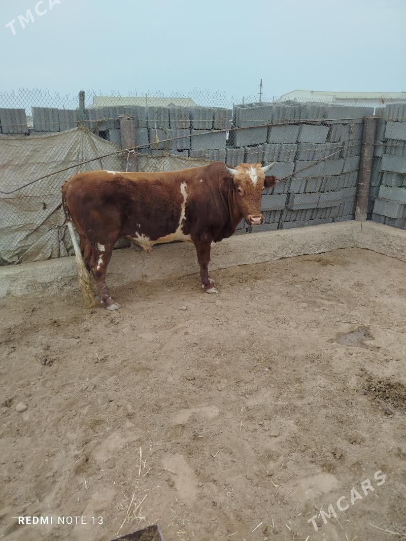 Öküz - Esenguly - img 4