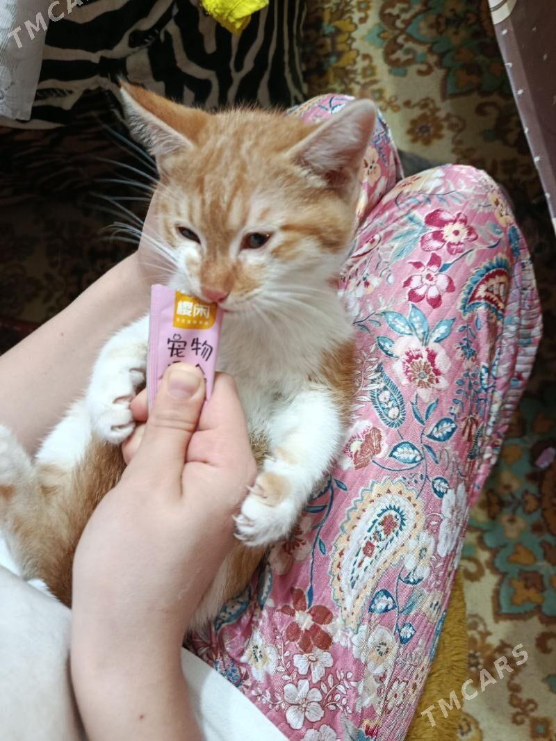 котята - Aşgabat - img 1