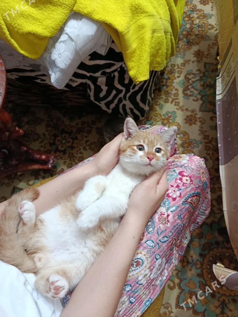 котята - Aşgabat - img 2
