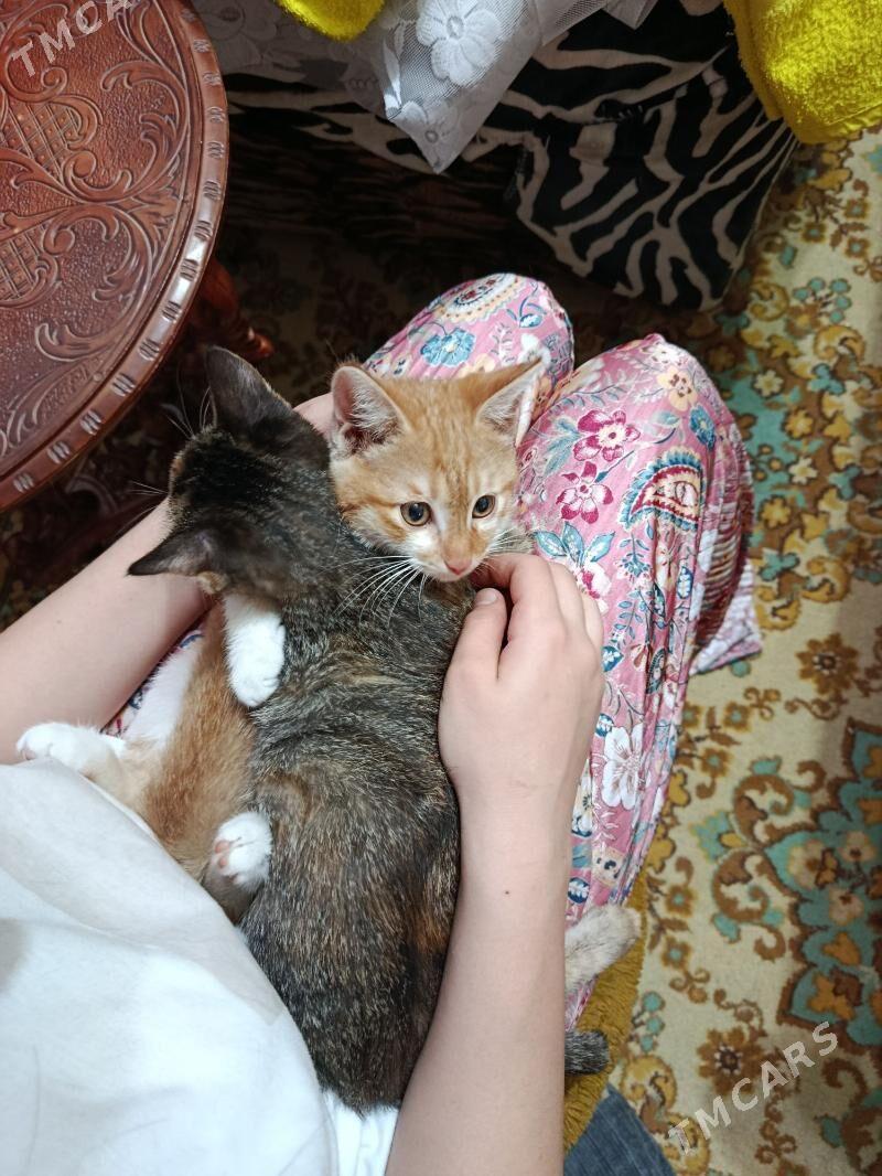 котята - Aşgabat - img 5