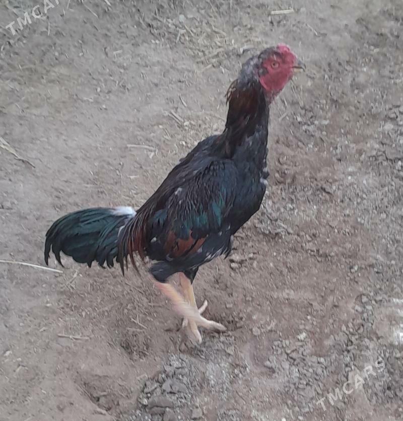 özbek - Şabat etr. - img 3