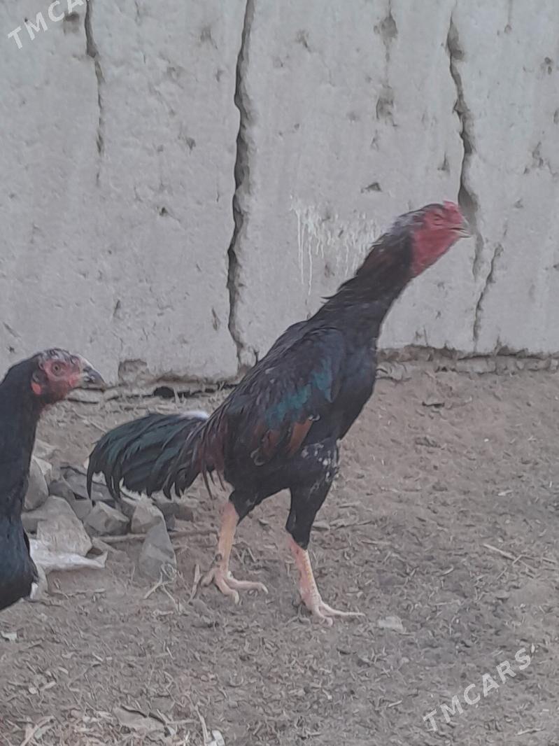 özbek - Şabat etr. - img 5