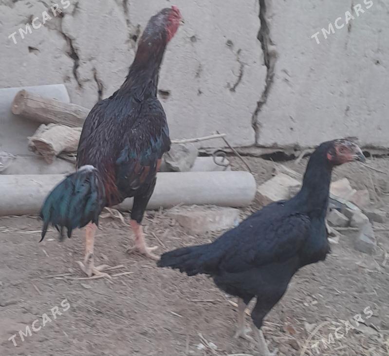 özbek - Şabat etr. - img 4