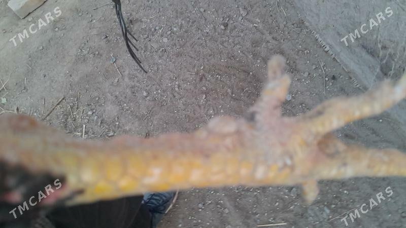 özbek - Şabat etr. - img 2