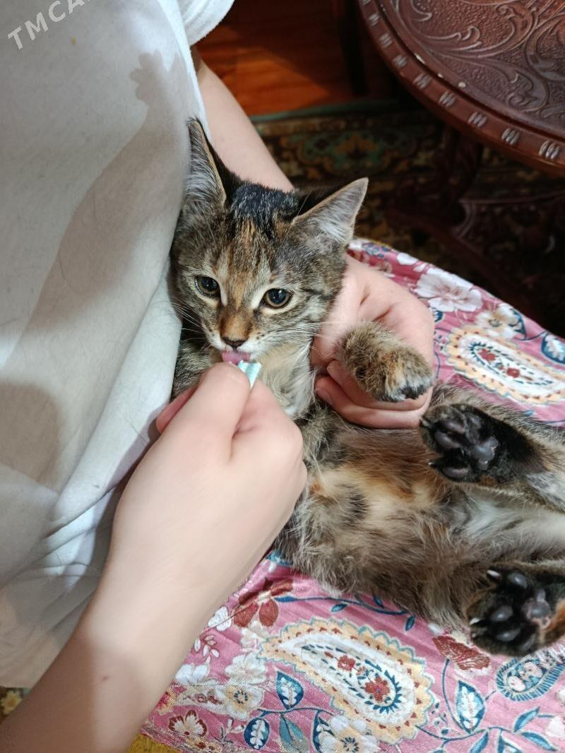 котята - Aşgabat - img 6