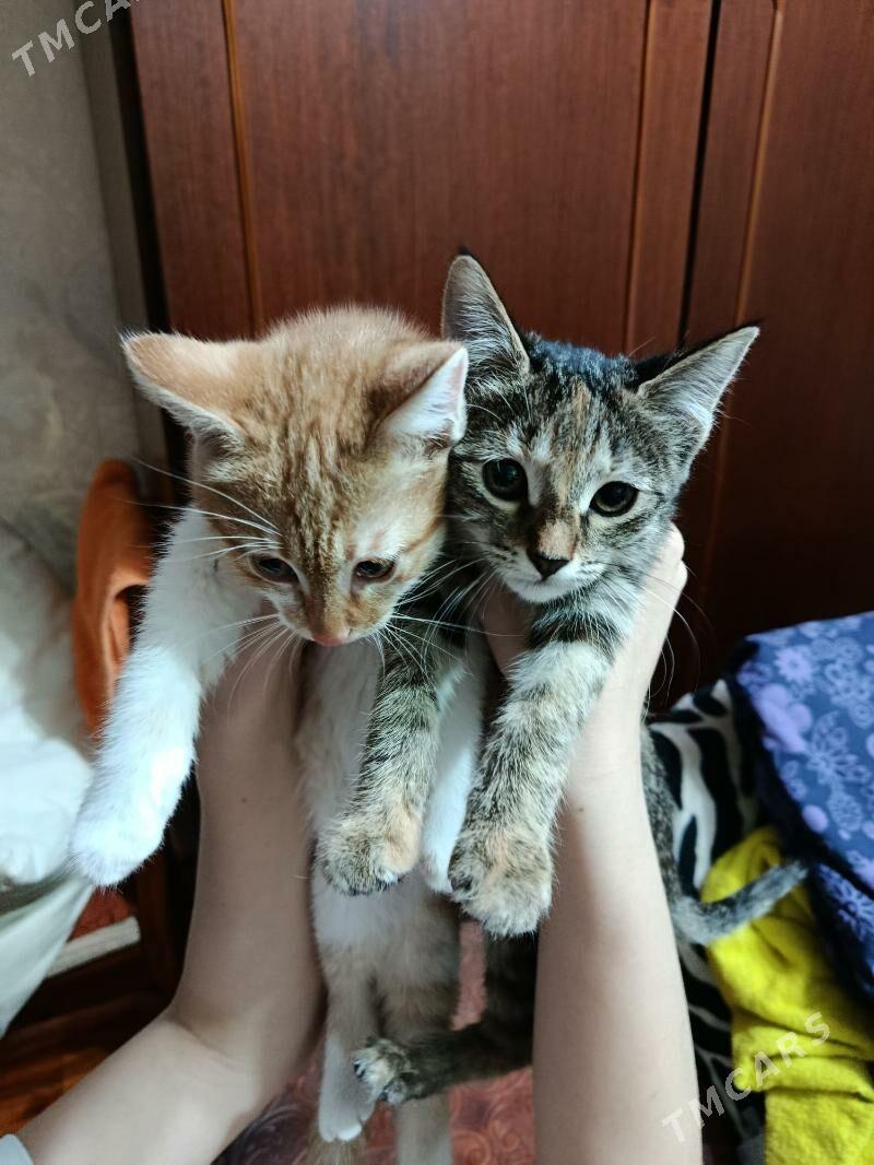 котята - Aşgabat - img 4