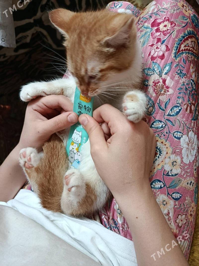 котята - Aşgabat - img 3