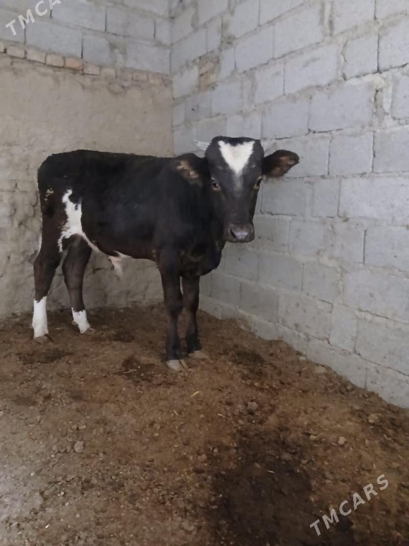 satlyk öküz - Bäherden - img 1