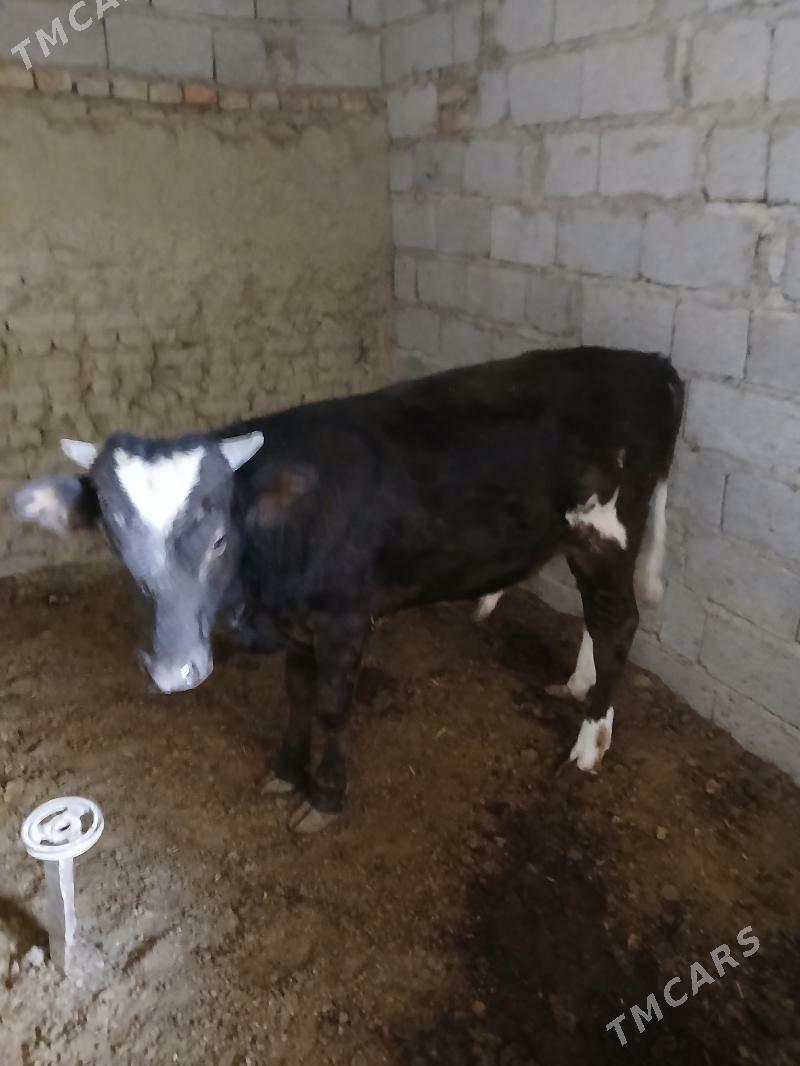 satlyk öküz - Bäherden - img 7