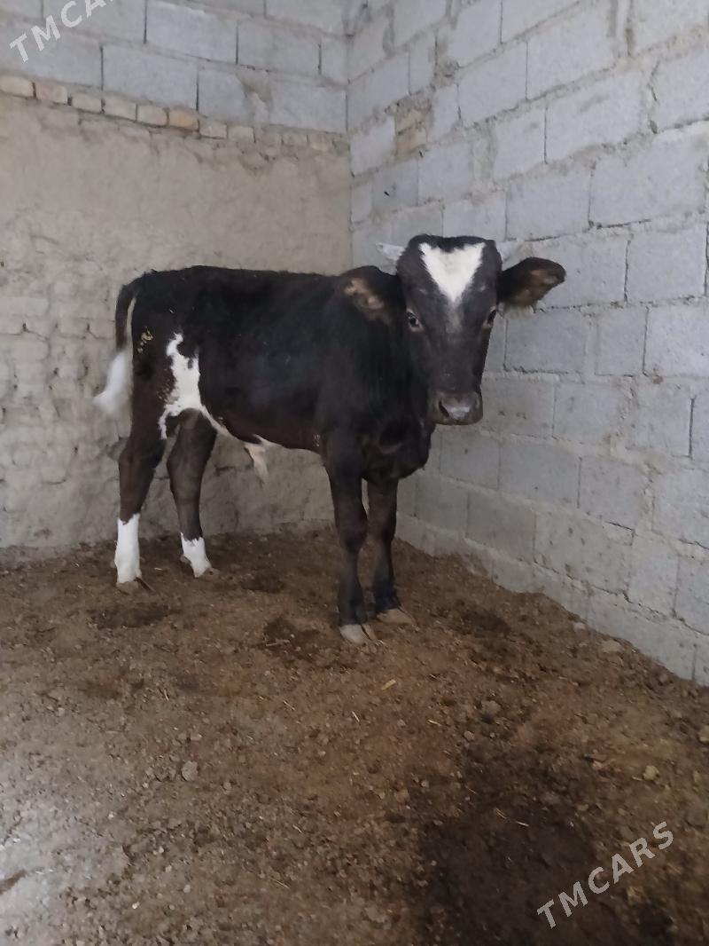 satlyk öküz - Bäherden - img 3