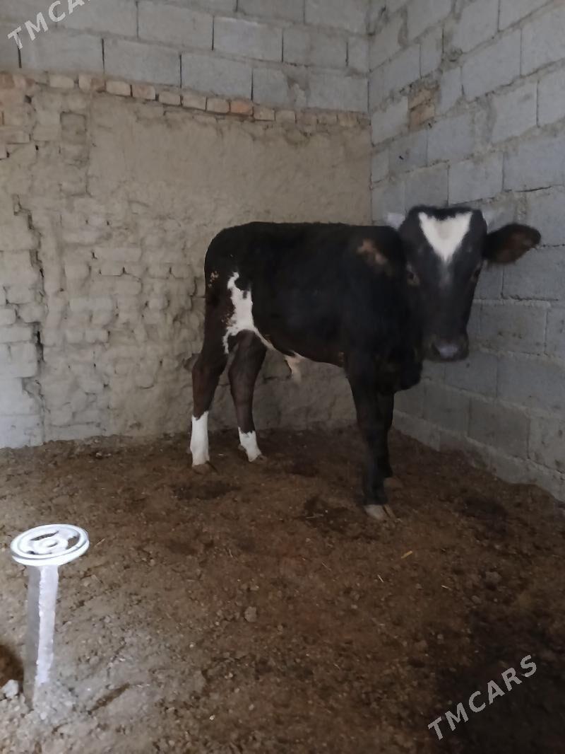 satlyk öküz - Bäherden - img 4