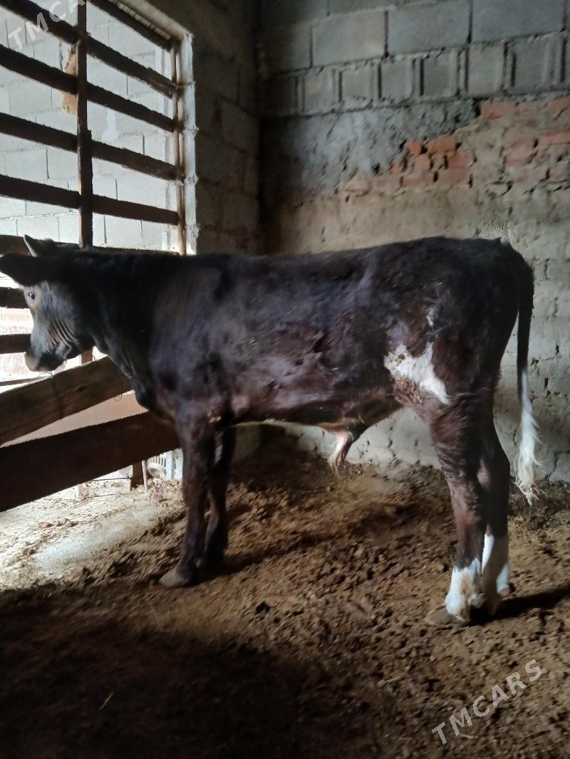 satlyk öküz - Bäherden - img 5