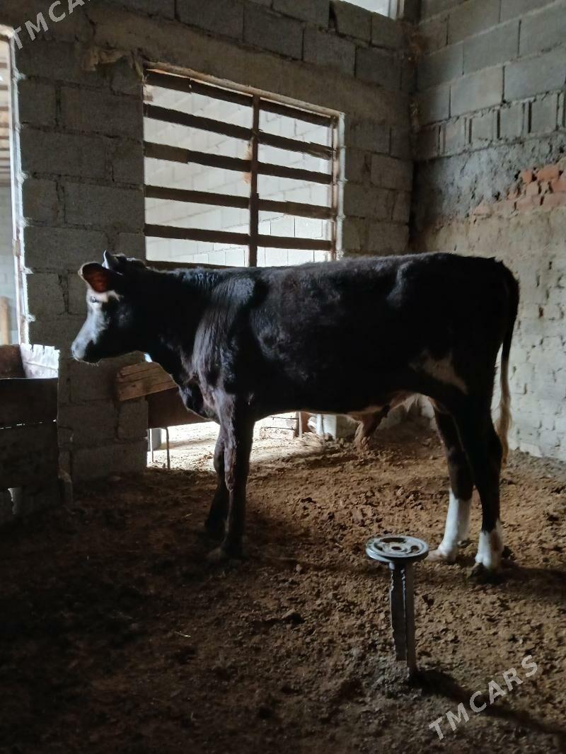 satlyk öküz - Bäherden - img 8