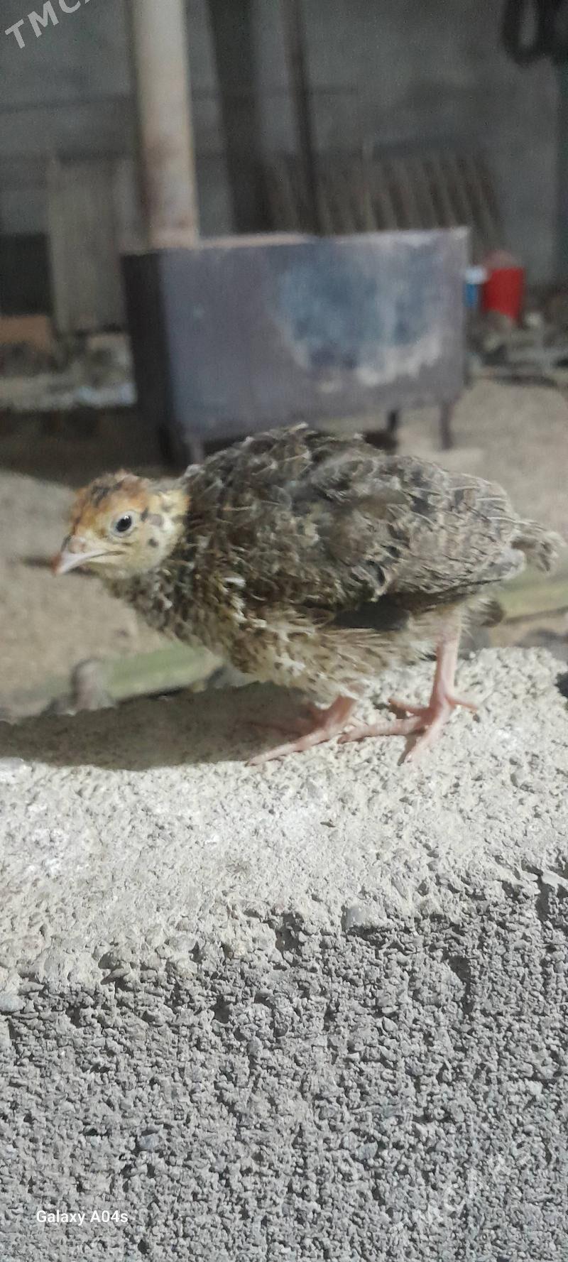 BEDENE - Гёкдепе - img 2