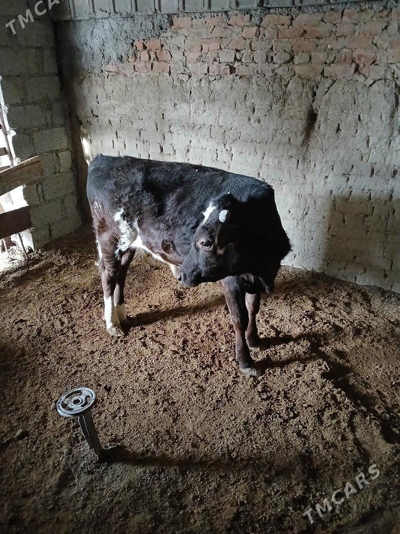 satlyk öküz - Bäherden - img 9