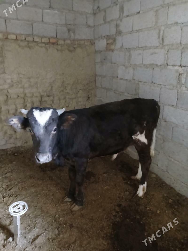 satlyk öküz - Bäherden - img 10