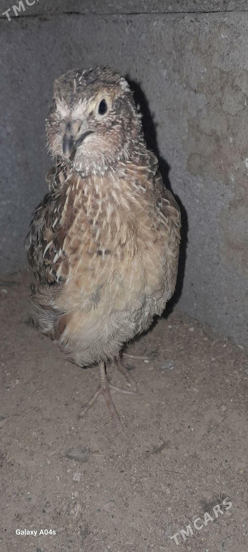 BEDENE - Гёкдепе - img 1