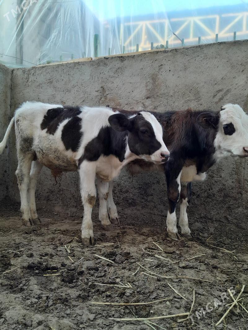 Tohum Öküz - Täze zaman - img 2