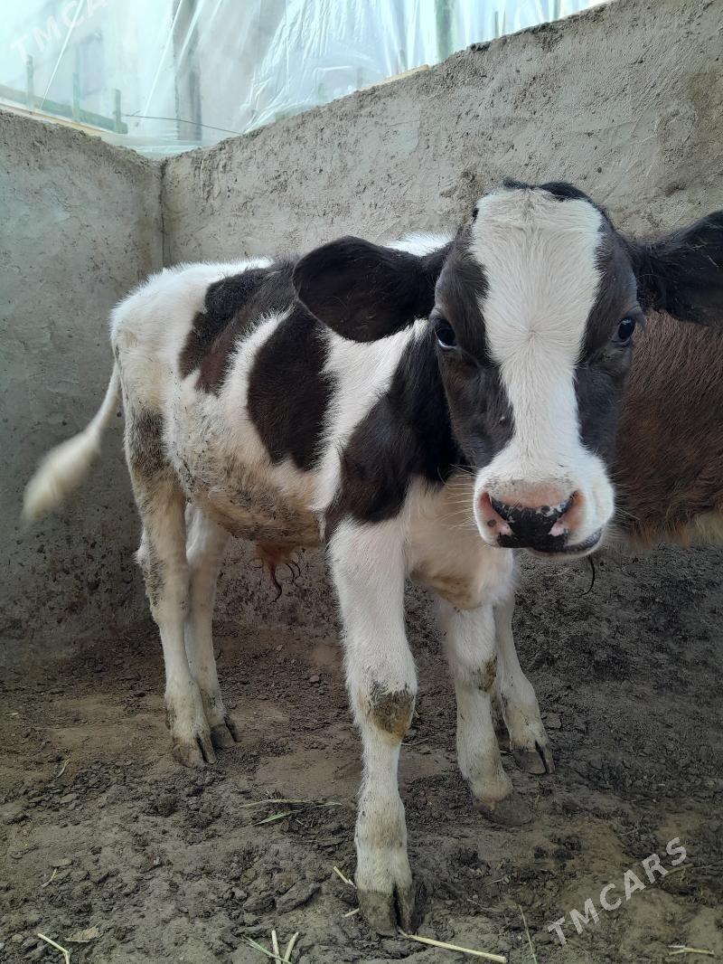 Tohum Öküz - Täze zaman - img 3