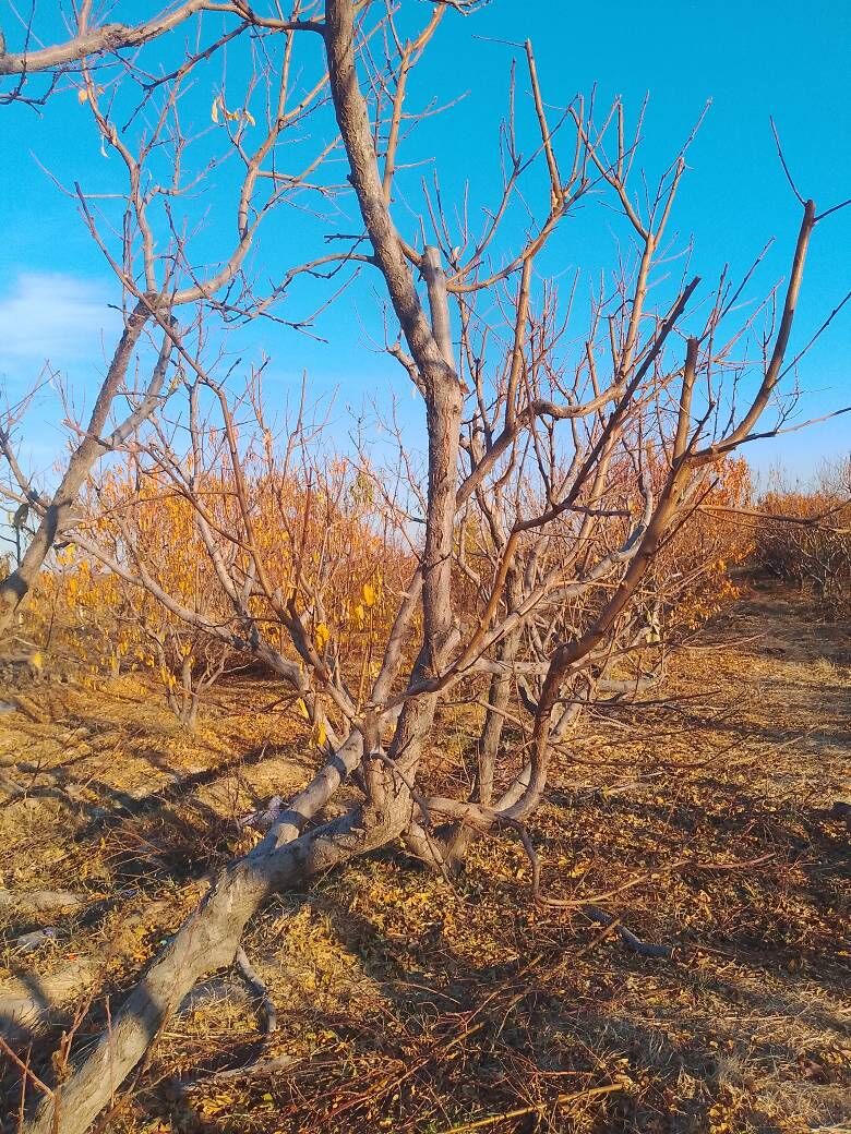 bag gyrkmak abreska hyzmatlar - Türkmenabat - img 9