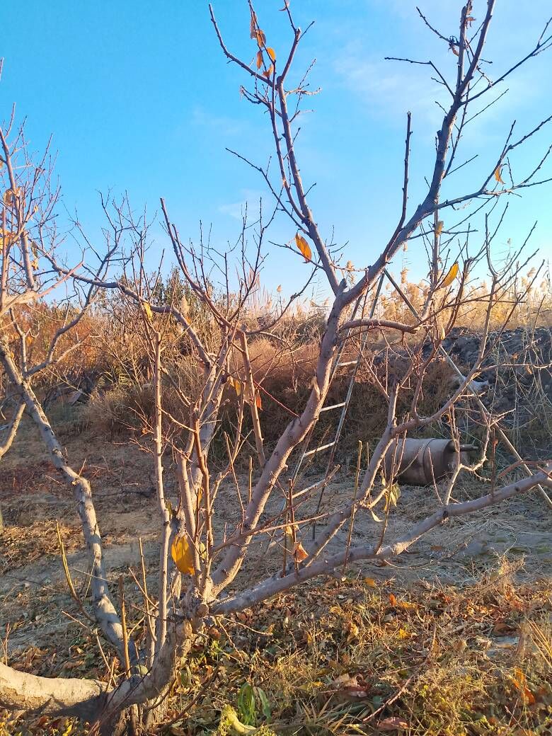 bag gyrkmak abreska hyzmatlar - Türkmenabat - img 10