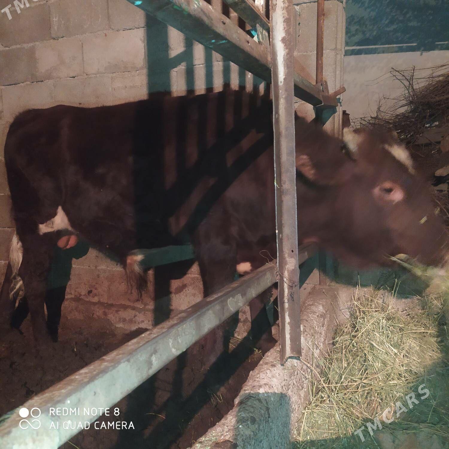 Оkuz - Bagyr - img 2