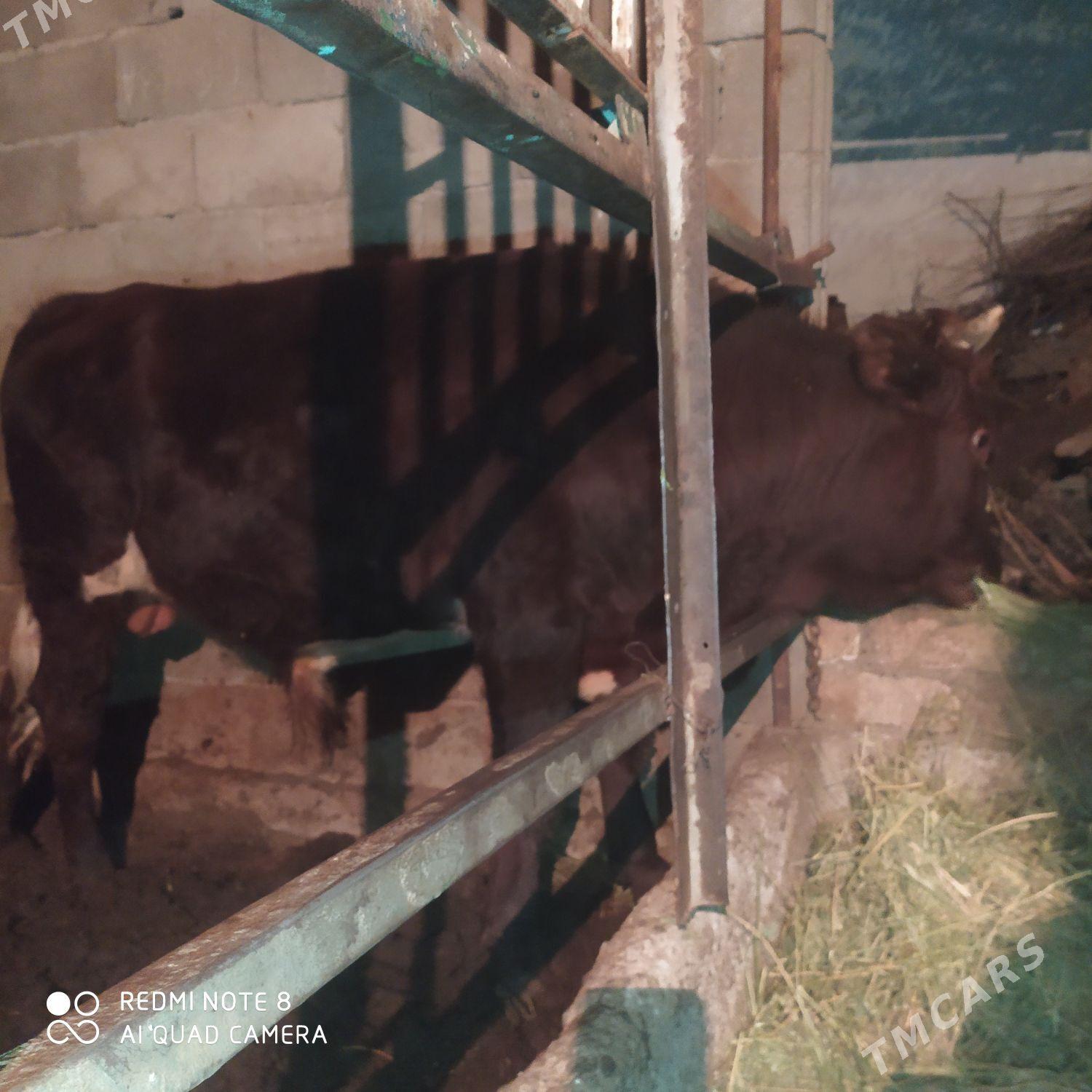 Оkuz - Bagyr - img 4