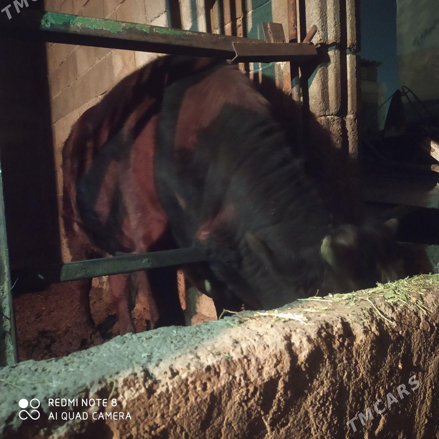 Оkuz - Bagyr - img 3