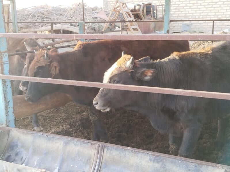 okuz - Wekilbazar - img 6