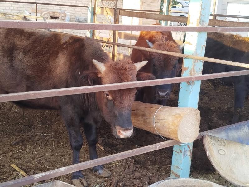 okuz - Wekilbazar - img 5