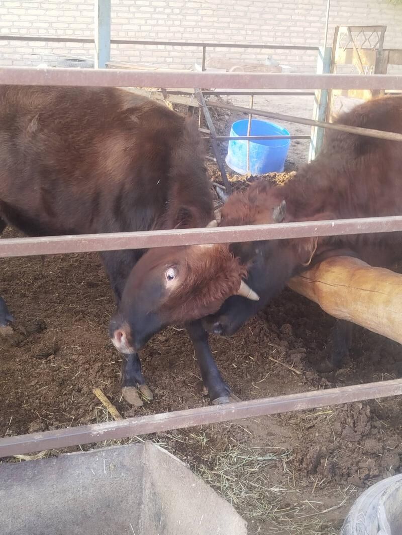 okuz - Wekilbazar - img 7