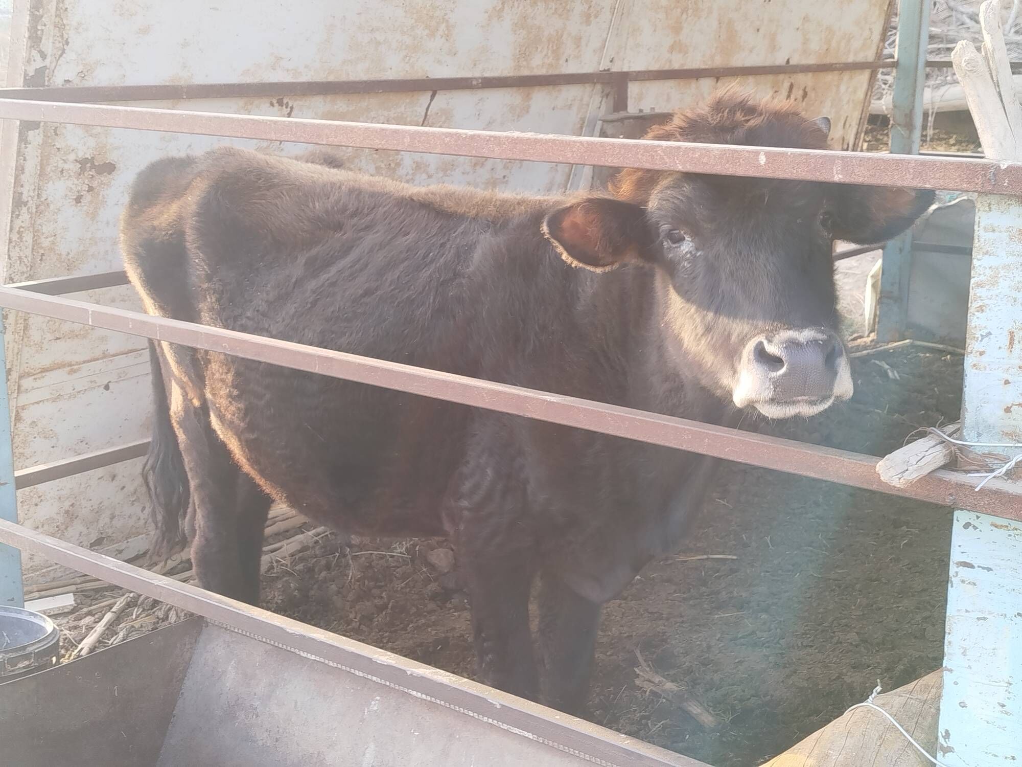 okuz - Wekilbazar - img 4