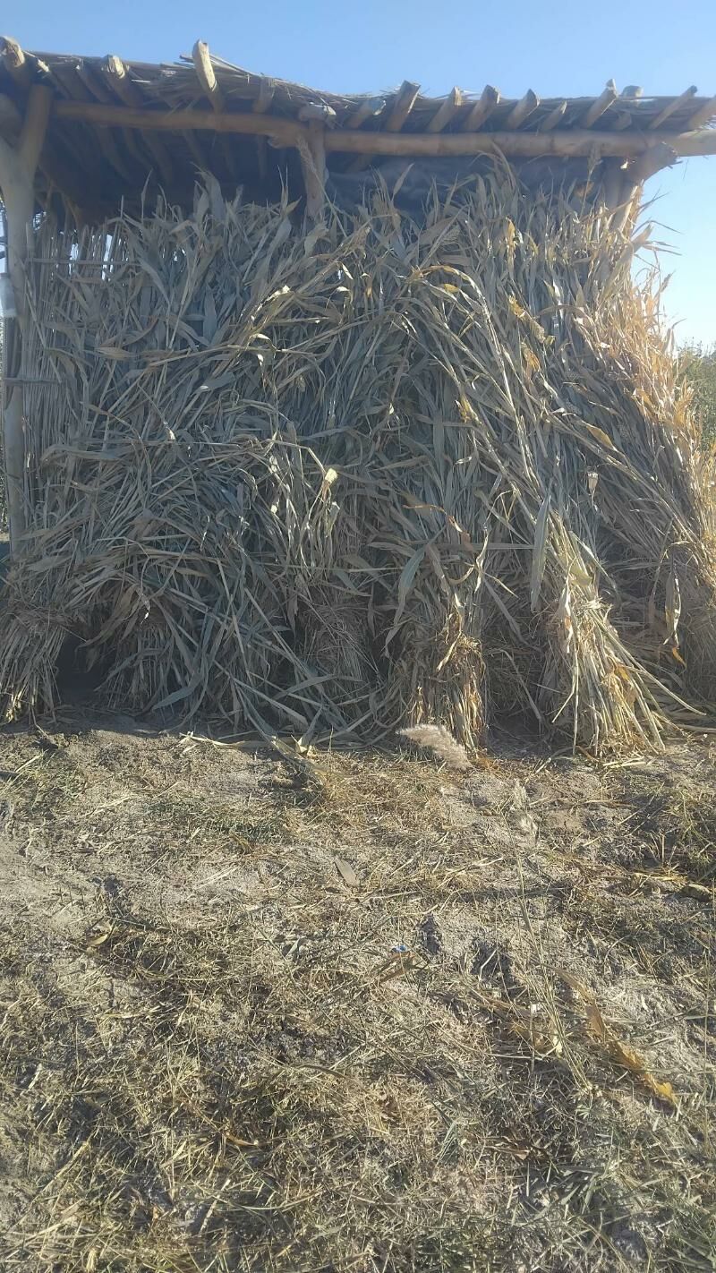 Mal oty.Jowen.Uly edip baglana - Daşoguz - img 4