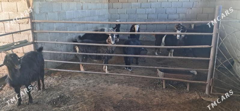 Keçi - Гызыларбат - img 2