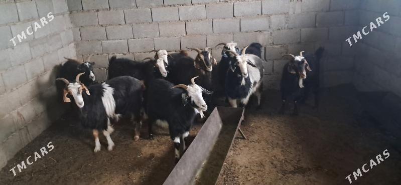 Keçi - Гызыларбат - img 4