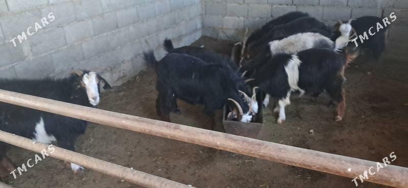 Keçi - Гызыларбат - img 6