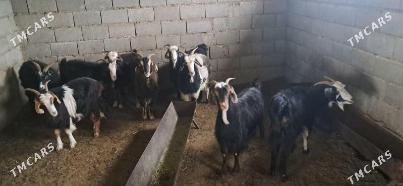 Keçi - Гызыларбат - img 3