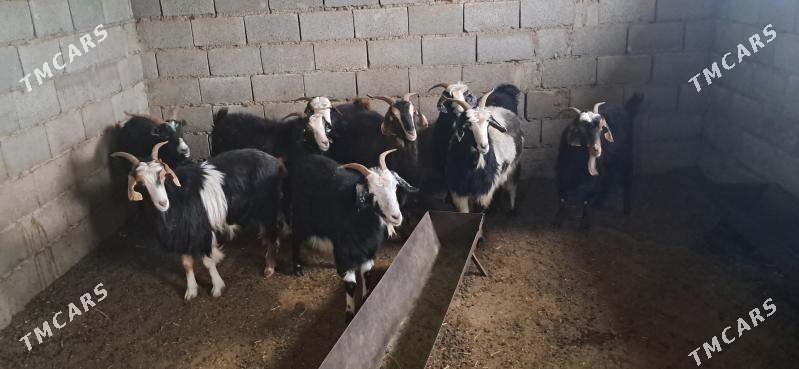 Keçi - Гызыларбат - img 5