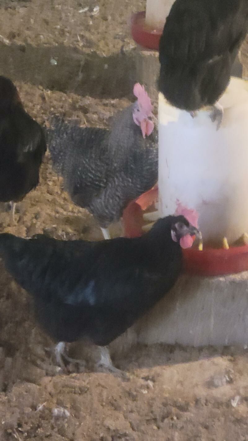 Towuk Atak-s (GARA TOWUKLAR) - Gurtly - img 2