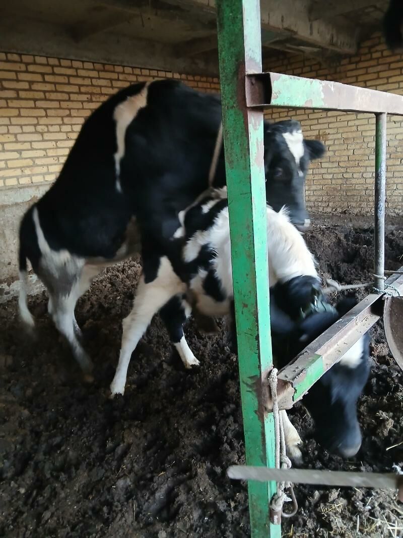 parodny unajyn - Dänew - img 1