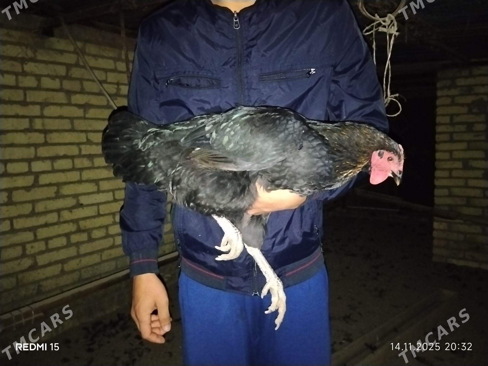 Жерсей гигант чистый парод. - Çärjew - img 4