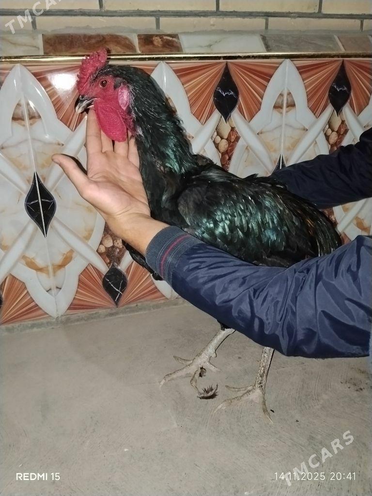 Жерсей гигант чистый парод. - Çärjew - img 3