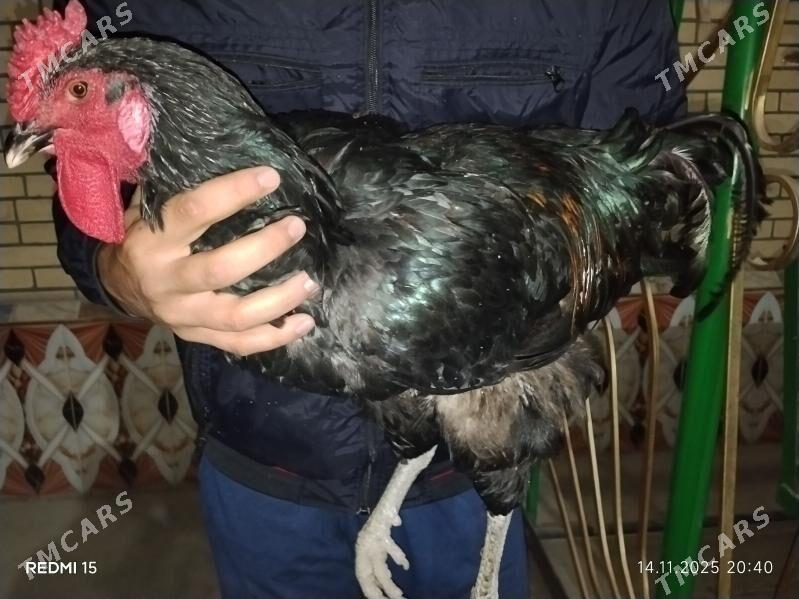 Жерсей гигант чистый парод. - Çärjew - img 5