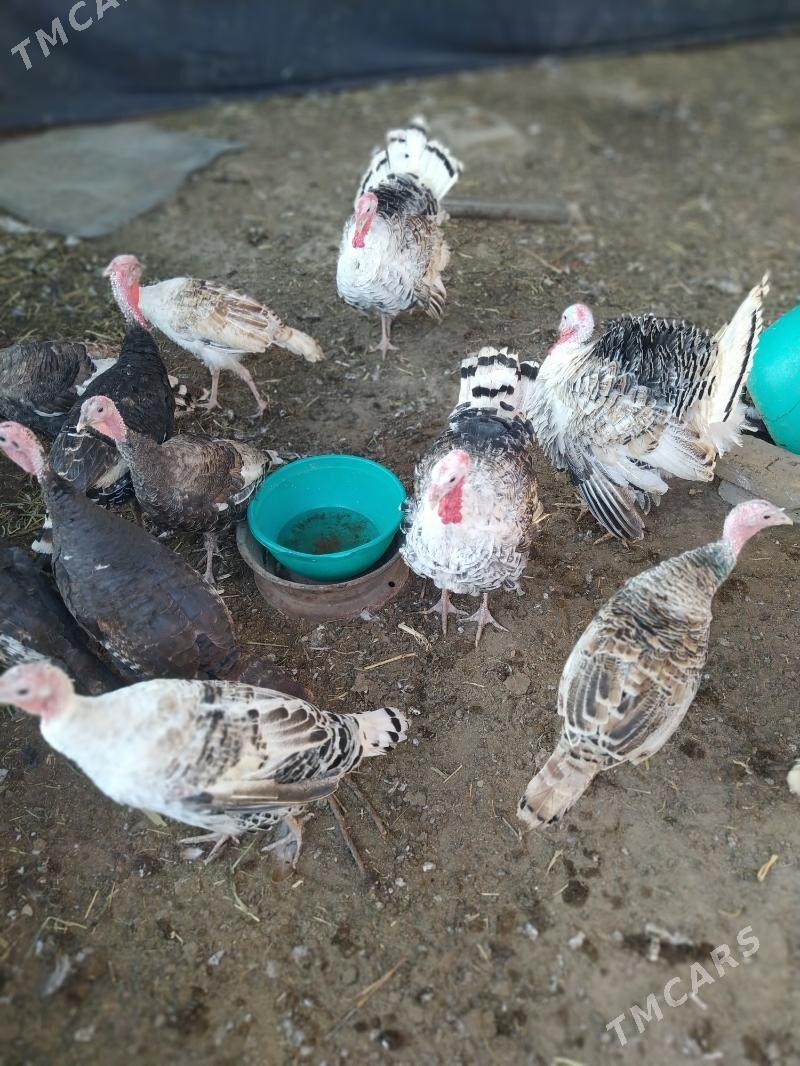 uduk - Чарджоу - img 3