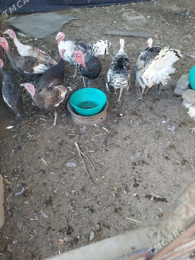 uduk - Чарджоу - img 2