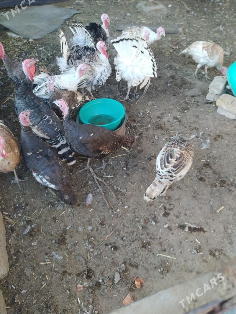 uduk - Чарджоу - img 4